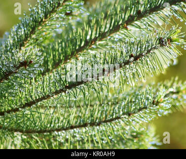 Close up de branches d'arbres à feuilles persistantes avec des petites gouttes de rosée accroché aux aiguilles Banque D'Images