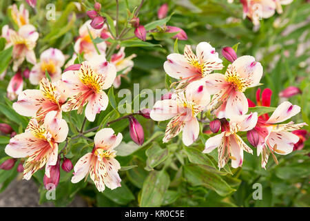 (L'alstroemeria) dans le jardin Banque D'Images