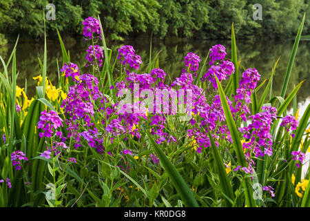 Sommer blÃ¼hende Selketal-Stieg Wasser Pflanzen am Harz Banque D'Images