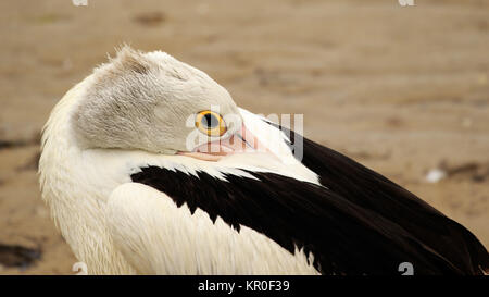 Australian Pelican Portrait Banque D'Images