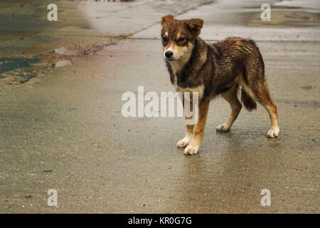 Un chien mouillé sur scène de rue Banque D'Images