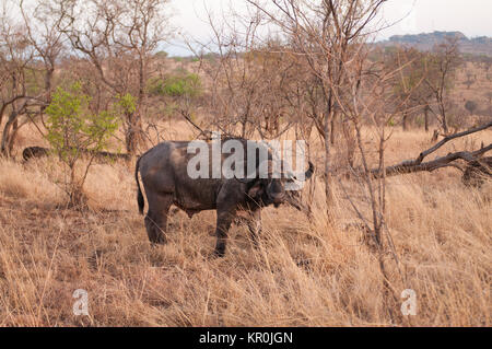 Libre de Buffalo (nom scientifique : Syncerus caffer ou 'Nyati ou Mbogo' en Swaheli) image prise sur Safari situé dans le parc national de Tarangire, Tan Banque D'Images