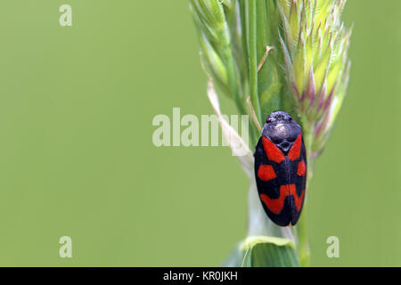 Froghopper cercopis vulnerata sur herbe awn Banque D'Images