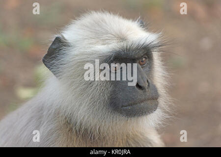 Close up d'un Langur Banque D'Images