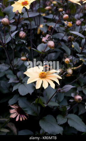 Vanessa atalanta. L'amiral rouge papillon sur un dahlia. Banque D'Images