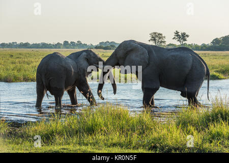 Deux éléphants dans la rivière à la tombée de la lutte Banque D'Images