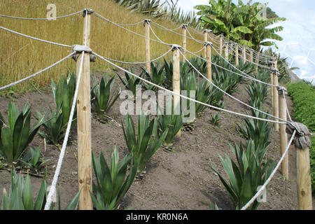 Agave sisalana Banque D'Images