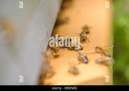 Les abeilles Banque D'Images