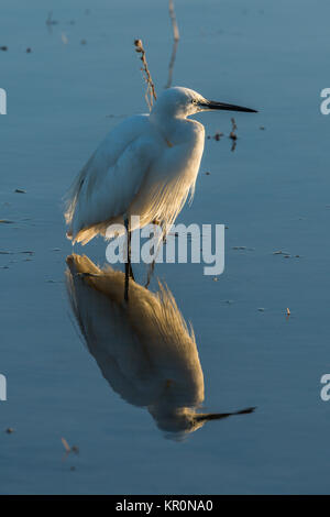 L'aigrette garzette reflétée dans les eaux peu profondes au coucher du soleil Banque D'Images