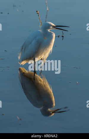 L'aigrette garzette avec bec ouvert en bas-fonds Banque D'Images