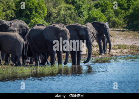 Troupeau d'éléphants sur les berges boisées potable Banque D'Images