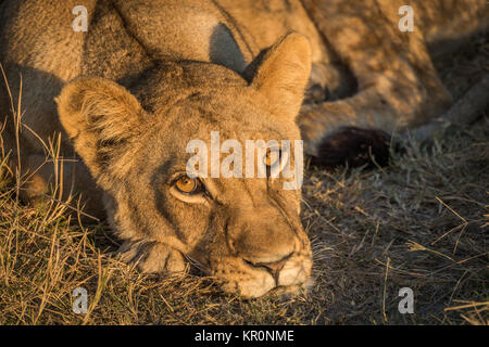 Close-up de Sleepy Lion staring at camera Banque D'Images