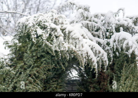 Les branches d'arbres avec les cônes sous la neige en hiver Banque D'Images