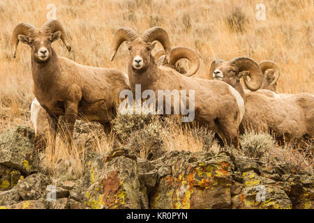 Le Mouflon d'Frères Ram Banque D'Images