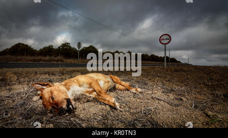 Un chien mort sur le bord de la route dans la région de Algarve Portugal Banque D'Images