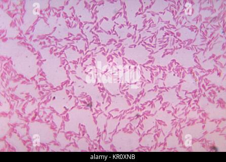 Cette microphotographie montre Bacteroides bactéries cultivées dans biacutis gélose sang pendant 48 heures, 1972. Bacteroides spp. à Gram négatif si les bactéries commensales qui vivent normalement dans le tractus gastro-intestinal, ces organismes peuvent devenir pathogène dans des circonstances telles que la perturbation de la muqueuse intestinale normale, un traumatisme ou une intervention chirurgicale. Image courtoisie CDC/Dr. V.R. Dowell, Jr. Banque D'Images