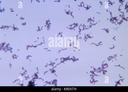 Cette microphotographie montre la bactérie à Gram positif Propionibacterium acnes cultivés en milieu thioglycolate à 48 heures, 1972. Propionibacterium acnes est une commune très anaérobie obligatoire, non sporulée rod, et l'agent pathogène responsable de l'acné, ou des boutons. Normalement, il se trouve dans les glandes sébacées de la peau. Image courtoisie CDC/Bobby forte. Banque D'Images