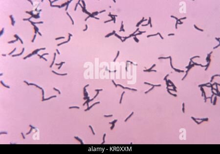 Cette microphotographie montre la bactérie à Gram positif Bifidobacterium eriksonii cultivés en milieu thioglycolate à 48 heures, 1972. B. eriksonii eriksonii, également appelée Actinomyces, est une bactérie anaérobie, qui est un habitant normal de la cavité orale et n'a normalement pas de causer la maladie. Image courtoisie CDC/Bobby forte. Banque D'Images