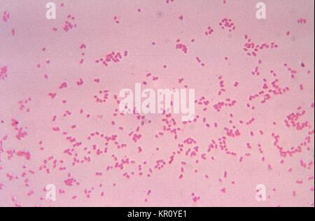 Cette microphotographie montre Bacteroides fragilis subsp, 1972. distasonis cultivées dans des bactéries gélose sang pendant 48 heures. B. distasonis Gram-négatif, bien qu'un de bactéries commensales qui vit normalement dans le tractus gastro-intestinal, peut devenir pathogène dans des circonstances impliquant la rupture de la muqueuse intestinale normale telles qu'un traumatisme ou une intervention chirurgicale. Image courtoisie CDC/Dr. V.R. Dowell, Jr. Banque D'Images