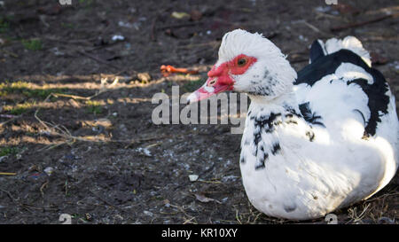 Un canard blanc assis sur la saleté Banque D'Images