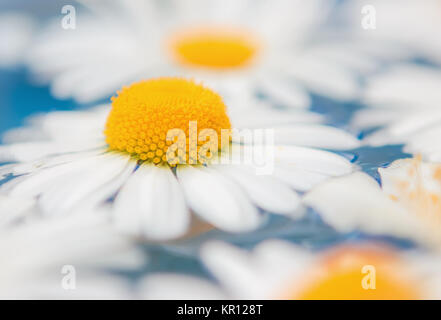 Des chrysanthèmes marguerites ou libre Banque D'Images