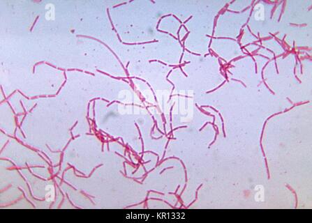 Cette microphotographie montre Bacteroides trichoides après avoir été cultivées dans un milieu thioglycolate pendant 48 heures, 1972. Bacteroides spp. occupent une proportion importante de la population normale de la flore bactérienne de l'homme, principalement dans la région intestinale. Ils n'ont pas d'endotoxine dans leur membrane cellulaire, afin que l'infection se produit après un traumatisme grave à la région abdominale. Image courtoisie CDC/Dr. C. R. Dowell, Jr. Banque D'Images