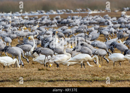 Beaucoup de grues et de cygnes sur un champ Banque D'Images