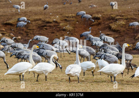 Les cygnes chanteurs sur un champ avec des grues dans l'arrière-plan Banque D'Images