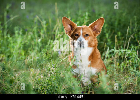 Welsh Corgi couché dans l'herbe Banque D'Images