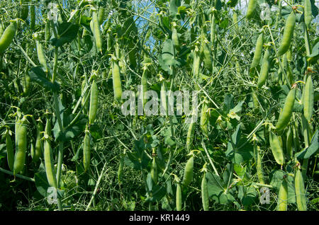 Légumes plantes de pois dans un jardin. Banque D'Images