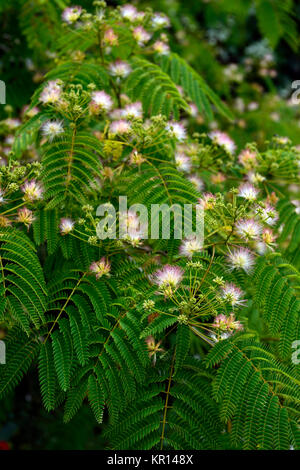 Albizia julibrissin arbre de soie, soie,fleurs,soyeux ,fleurs,fleurs,feuilles,feuillage,, exotique,bi-pennées feuillage composé,Fleurs,RM Banque D'Images