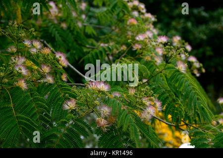 Albizia julibrissin arbre de soie, soie,fleurs,soyeux ,fleurs,fleurs,feuilles,feuillage,, exotique,bi-pennées feuillage composé,Fleurs,RM Banque D'Images