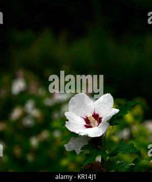 Hibiscus syriacus,rose de Sharon,République ketmia,mauve rose,St Joseph's rod,Rose de Sharon,blanc,rouge,fleurs,fleurs,fleurs floral RM Banque D'Images