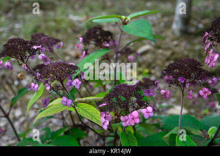 L'Hydrangea aspera anthony bullivant mauve,rose,fleurs,fleurs,fleurs,arbuste,arbustes,,hortensias fleuris,RM Banque D'Images