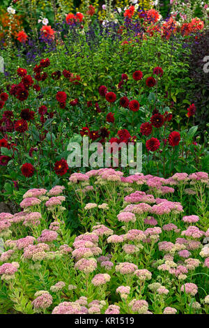 Showy Stonecrop Sedum spectabile,,Hylotelephium spectabile,Arabian night dahlia rouge foncé,chocolat,fleurs,fleurs,fleurs,Fleurs,RM Banque D'Images