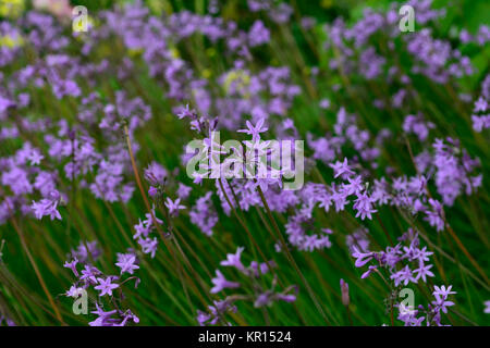 Tulbaghia violacea,ail violet ,La société ,mauve, fleurs,Fleurs,fleurs RM Banque D'Images