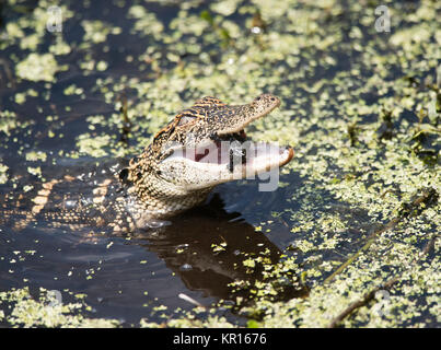 Alimentation bébé alligator Banque D'Images