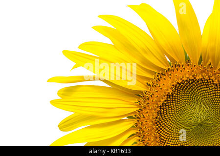 Libre de tournesol jaune isolé sur fond d'écriture Banque D'Images