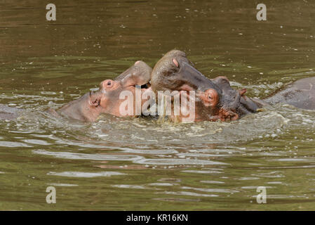 Libre d'hippopotames (nom scientifique : Hippopotamus amphibius, ou 'Kiboko' en Swaheli) dans le parc national de Serengeti, Tanzanie Banque D'Images