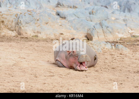 Libre d'hippopotames (nom scientifique : Hippopotamus amphibius, ou 'Kiboko' en Swaheli) dans le parc national de Serengeti, Tanzanie Banque D'Images