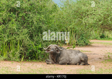 Libre de Buffalo (nom scientifique : Syncerus caffer ou 'Nyati ou Mbogo' en Swaheli) image prise sur Safari situé dans le parc national de Serengeti, Tan Banque D'Images