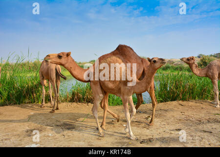 Mère et bébé chameau sur Desert Lake Shore Banque D'Images