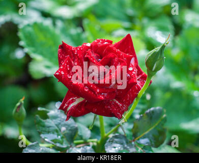 Rose rouge dans les gouttes d'eau Banque D'Images