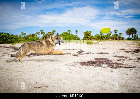 Berger allemand courant le long de la plage, fort de Soto, Floride, États-Unis Banque D'Images