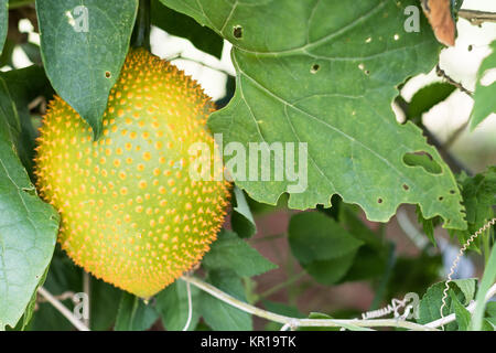 Amer printemps Cucmber ou fruits Gac Banque D'Images