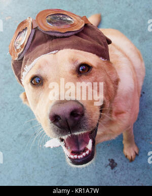 Labrador retriever dog wearing an aviation hat Banque D'Images
