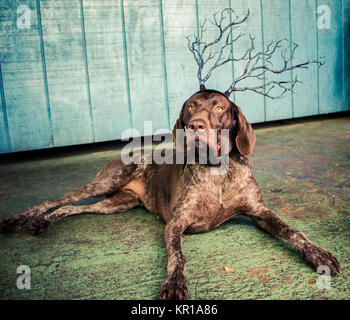 Braque allemand chien portant un bandeau de bois Banque D'Images