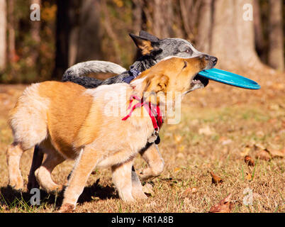 Deux bovins australiens chiots chien jouant avec un frisbee Banque D'Images