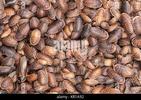 Des milliers d'Orange-spotted Cockroach (Blaptica dubia) les nymphes. Remarque l'adulte(s) cafards rampant sur le dessus de la masse. Banque D'Images