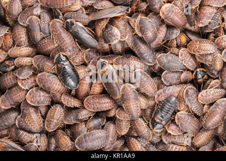 Des milliers d'Orange-spotted Cockroach (Blaptica dubia) les nymphes. Remarque l'adulte(s) cafards rampant sur le dessus de la masse. Banque D'Images